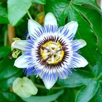 Passiflora caerulea Plant