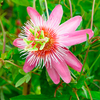 Passiflora Plant - Anastasia