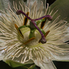 Passiflora Plant - caerulea Constance Elliot