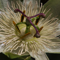 Passiflora Plant - caerulea Constance Elliot