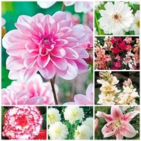 Passionate About Pink Summer Bulb Collection