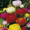 Patio Collection & Planters - OFFER