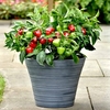 Patio Veg Plants Collection