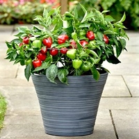Patio Veg Plants Collection