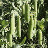 Pea & Bean Netting + 2 packets of Pea Seed