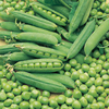 Pea & Bean Seed Offer