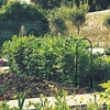 Pea and Bean Hoops