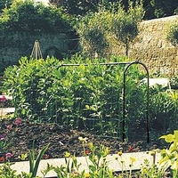 Pea and Bean Hoops