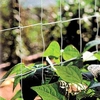 Pea and Bean Netting 2M x 11M