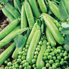 Pea Avola Seeds