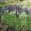 Pea Frame