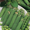 Pea Little Marvel Seeds