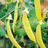 Pea Mangetout Plants - Golden Sweet