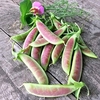 Pea (Mangetout) Plants - Spring Blush
