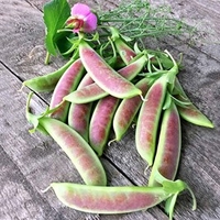 Pea (Mangetout) Plants - Spring Blush
