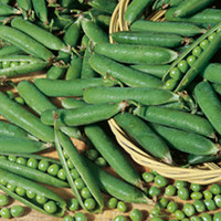 Pea Onward Seeds