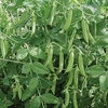 Pea (Organic) Seeds - Kelvedon Wonder