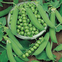 Pea Plants - Ambassador