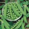 Pea Plants - Ambassador