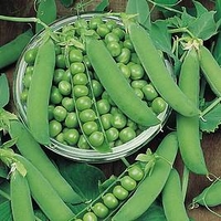Pea Plants - Ambassador