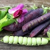 Pea Plants - Blauwschokker