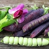 Pea Plants - Blauwschokker