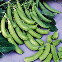 Pea Plants - Cascadia (Sugar Snap)