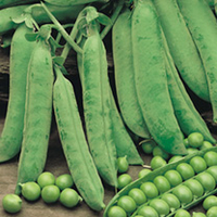 Pea Plants - Douce Provence