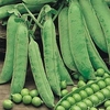 Pea Plants - Douce Provence