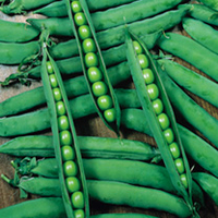 Pea Plants - Hurst Greencrop