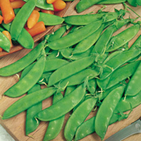 Pea Plants - Oregon Sugar Pod (Mangetout)