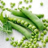 Pea Seeds - Champion of England