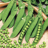 Pea Seeds - Continuity Duo Pack