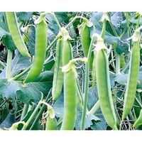 Pea Seeds - Tendrilla