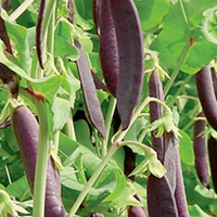 Pea Shiraz (15)