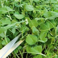 Pea Shoots Seeds - Twinkle