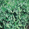 Pea Sugar Ann Seeds