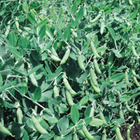 Pea Sugar Ann Seeds