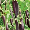 Pea (Sugar Pod) Seeds - Shiraz