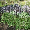 Pea Support (Set Of 3) Per Piece W-0.45M H1M