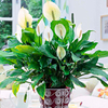 Peace Lily Plant