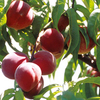 Peach Dwarf Fruit Tree - Avalon Pride