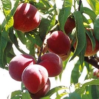 Peach Dwarf Fruit Tree - Avalon Pride