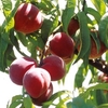 Peach Tree - Avalon Pride
