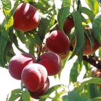 Peach Tree - Avalon Pride