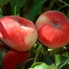 Peach Tree - Jalousia