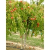 Peach Tree - Lacrima Weeping Peach