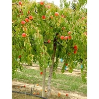 Peach Tree - Lacrima Weeping Peach