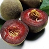 Peach Tree - Peche de Vigne