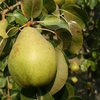 Pear Beurre Alexandre Lucas